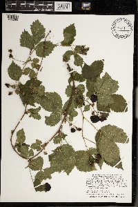 Rubus satis image