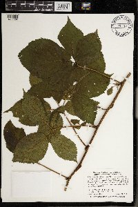 Rubus superioris image