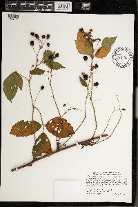 Rubus superioris image
