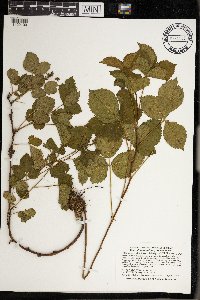 Rubus wheeleri image