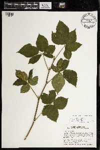 Rubus superioris image