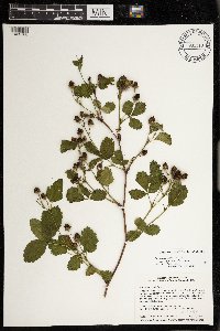 Rubus superioris image