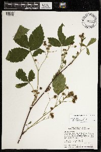 Rubus superioris image