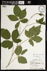 Rubus superioris image