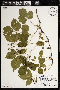 Rubus dissensus image