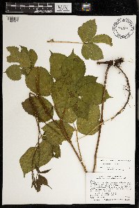 Rubus dissensus image