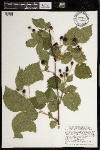 Rubus frondosus image