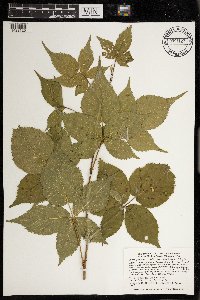Rubus frondosus image