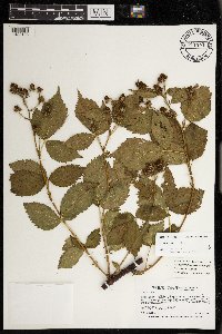 Rubus alumnus image