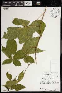 Rubus allegheniensis image