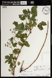 Rubus ferrofluvius image