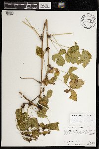 Rubus ferrofluvius image