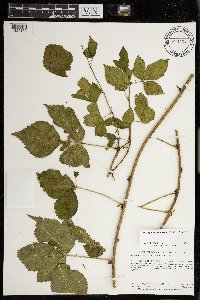 Rubus ferrofluvius image