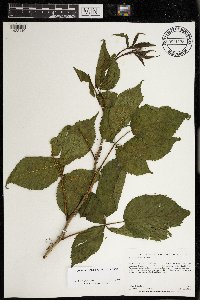 Rubus superioris image