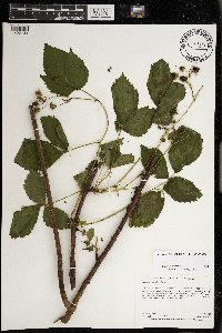 Rubus superioris image