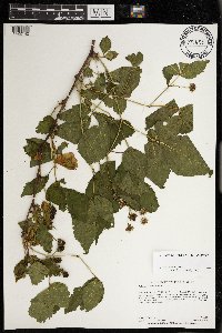 Rubus superioris image