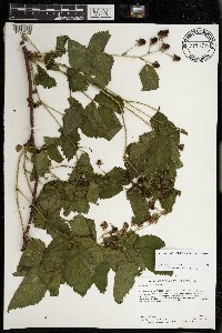 Rubus superioris image