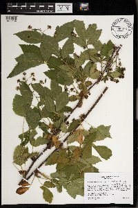 Rubus ablatus image