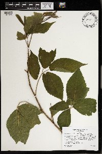 Rubus ablatus image