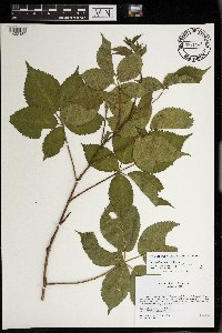 Rubus dissensus image