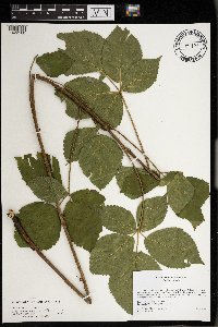 Rubus dissensus image