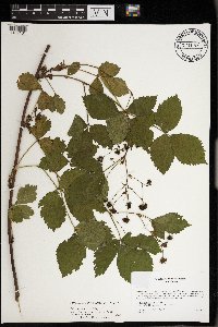 Rubus dissensus image