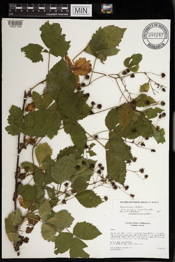 Rubus dissensus image