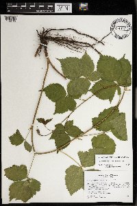 Rubus ferrofluvius image