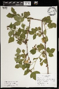 Rubus ferrofluvius image
