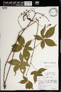 Rubus glandicaulis image
