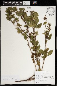 Rubus regionalis image
