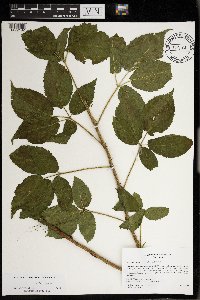 Rubus regionalis image