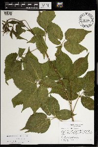 Rubus regionalis image