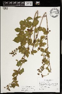 Rubus regionalis image