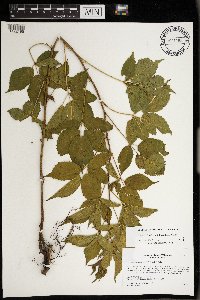 Rubus regionalis image