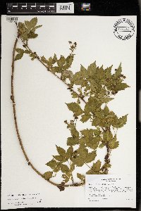 Rubus regionalis image