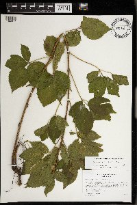 Rubus regionalis image