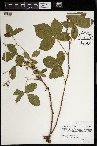 Rubus wheeleri image