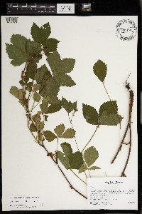 Rubus wheeleri image