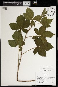 Rubus wheeleri image