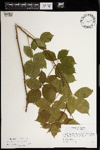 Rubus wheeleri image