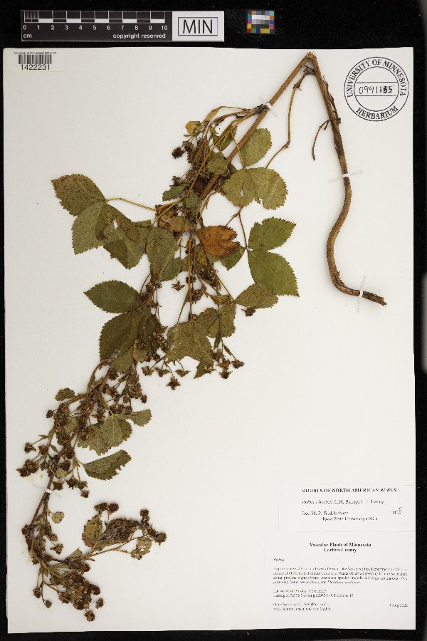 Rubus wheeleri image