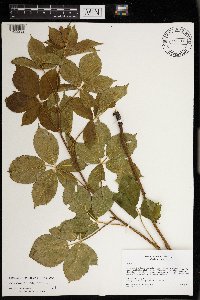 Rubus wheeleri image