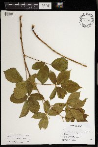 Rubus wheeleri image