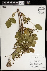 Rubus wheeleri image