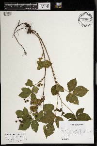 Rubus wheeleri image