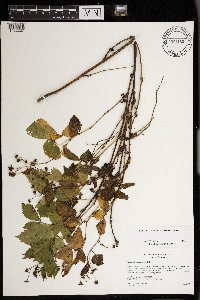 Rubus wisconsinensis image