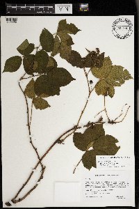 Rubus superioris image