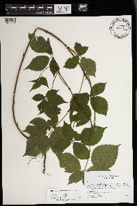 Rubus superioris image