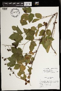 Rubus superioris image